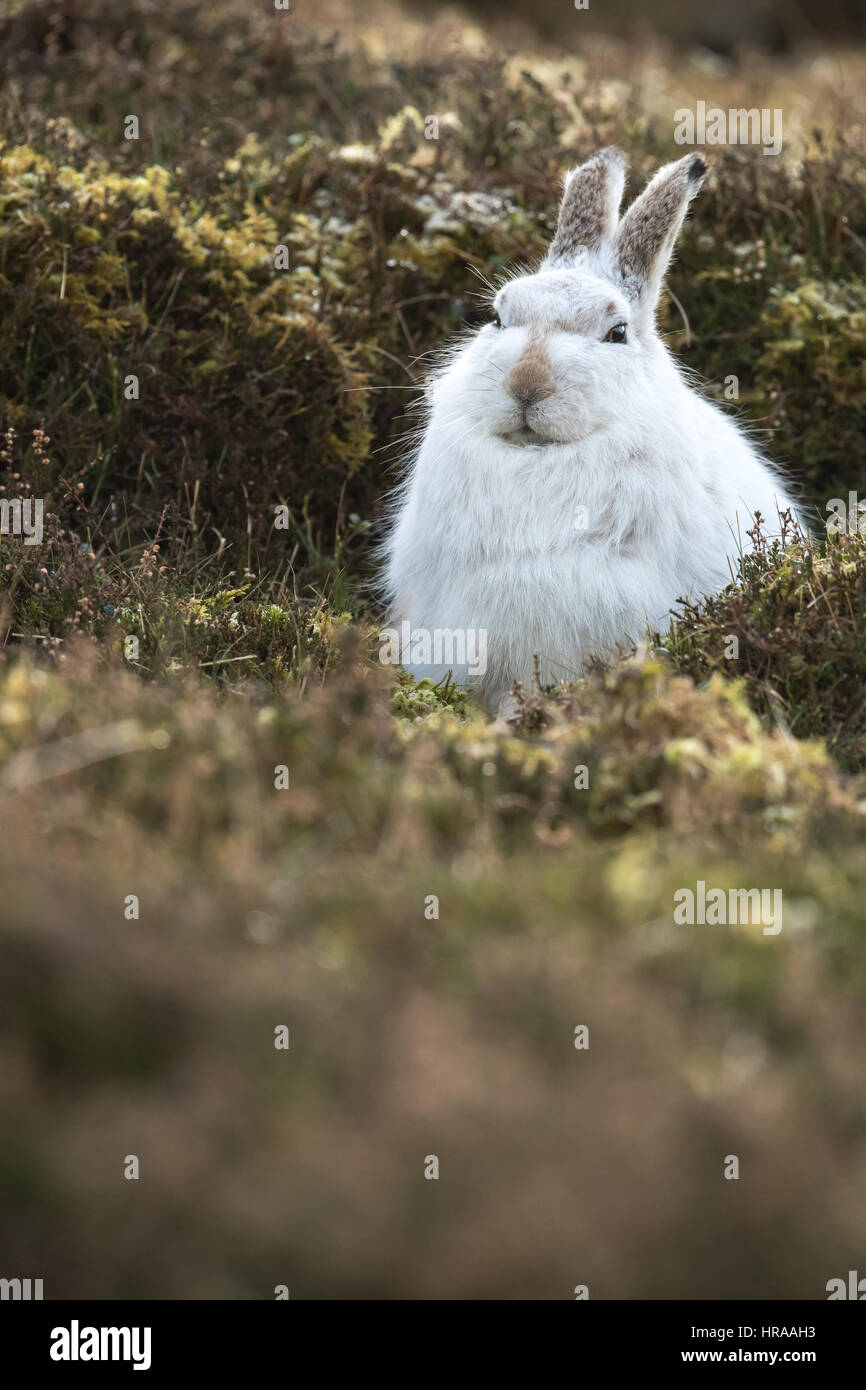 Berg-Hase-Cairngorms-Nationalpark Stockfoto