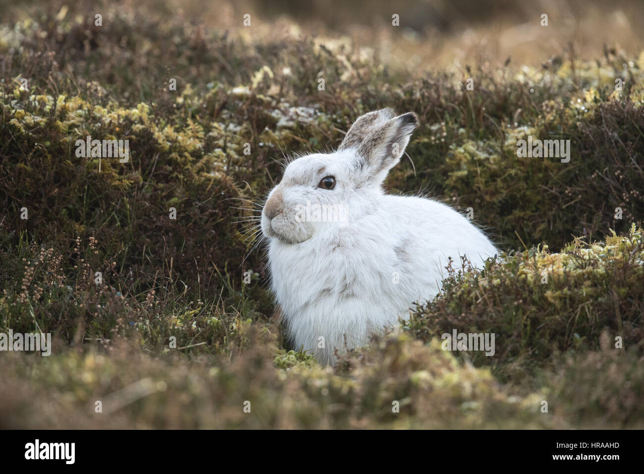 Berg-Hase-Cairngorms-Nationalpark Stockfoto