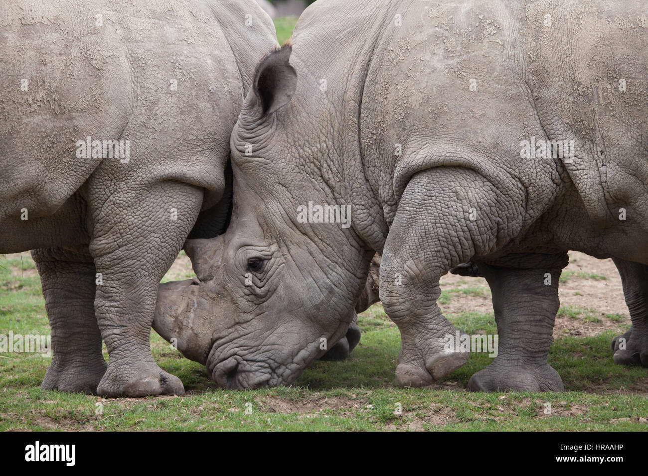 Südliche Breitmaulnashorn (Ceratotherium Simum Simum). Stockfoto