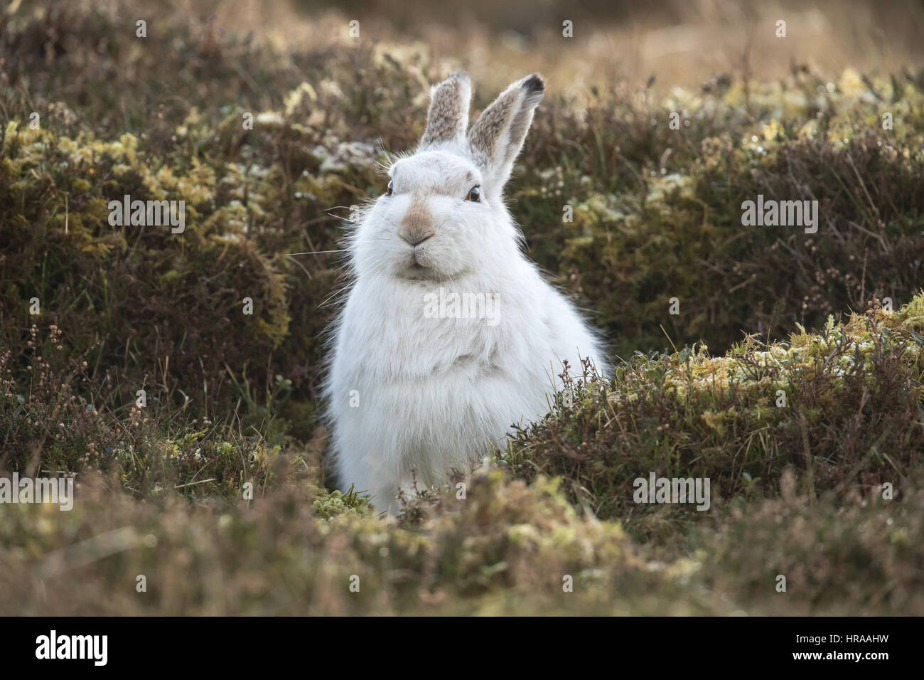 Berg-Hase-Cairngorms-Nationalpark Stockfoto