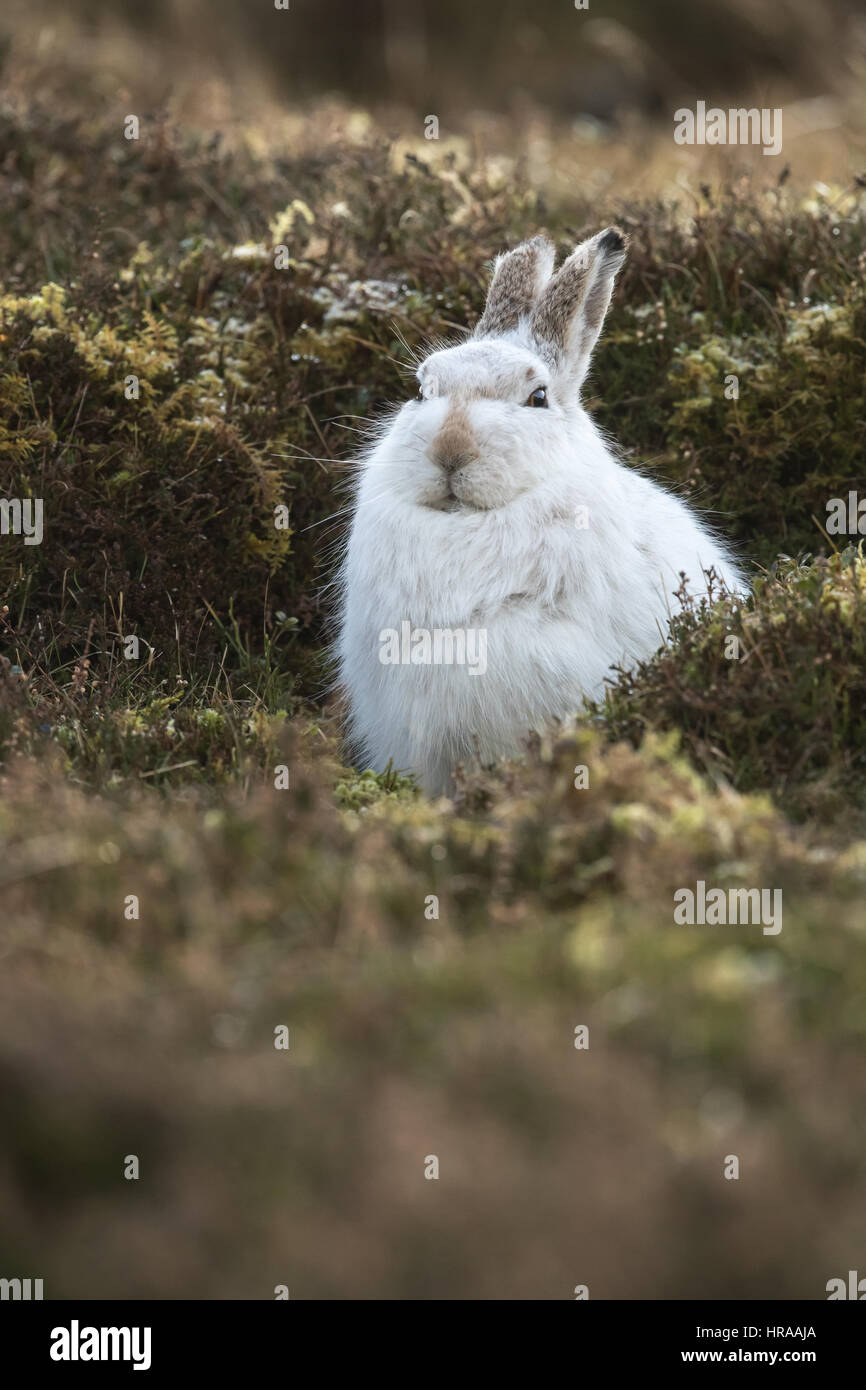 Berg-Hase-Cairngorms-Nationalpark Stockfoto