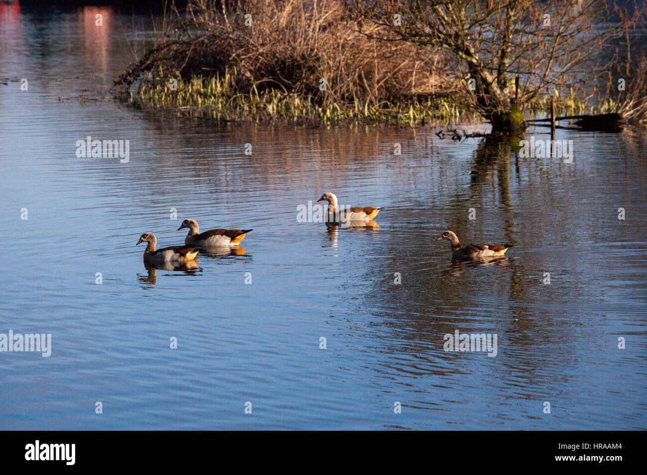 Ägyptische Gänse am Grand Union Canal Stockfoto