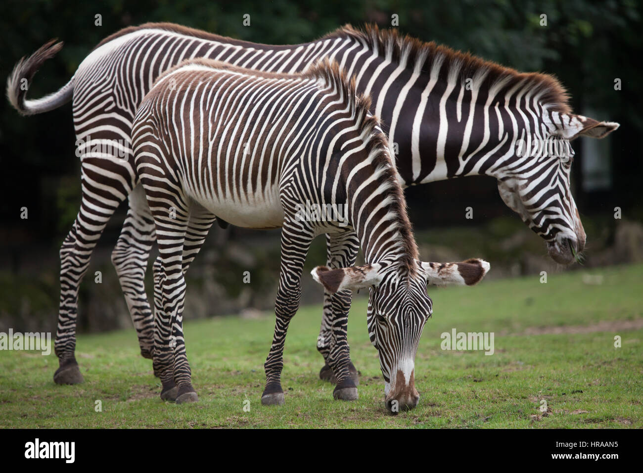 GREVY Zebra (Equus Grevyi), auch bekannt als die imperialen Zebra. Stockfoto