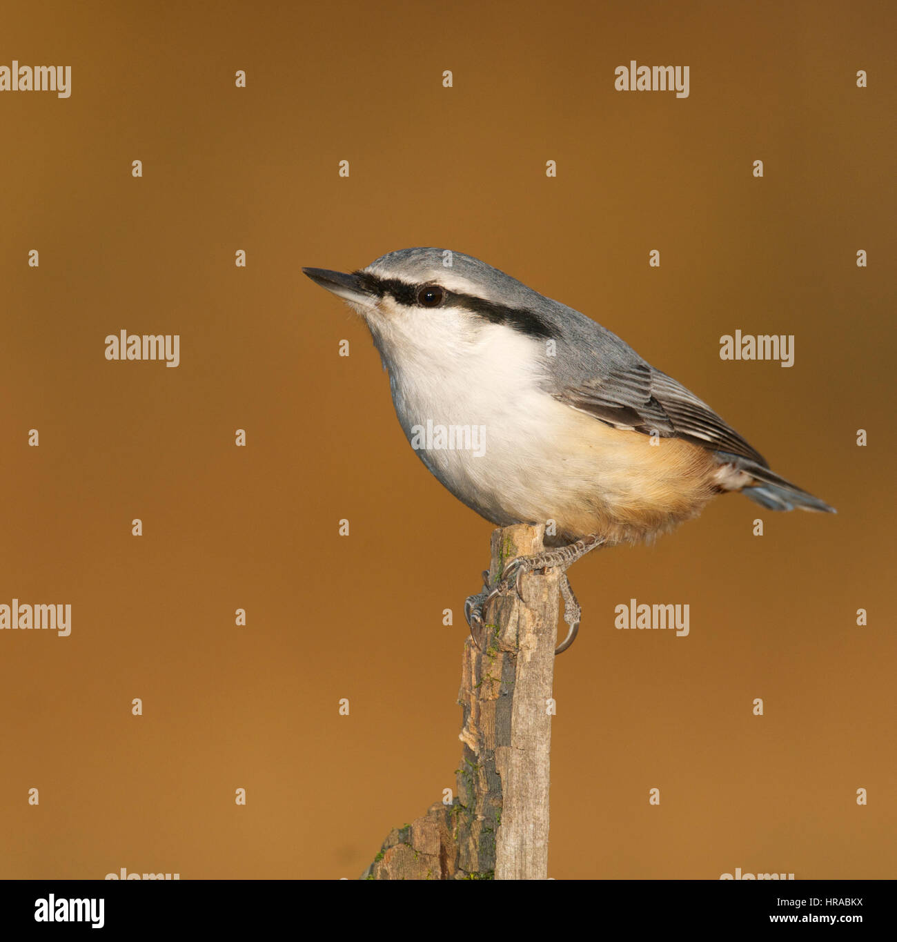 Eurasische Kleiber Sitta Europaea, auf Algen bedeckt Stick mit braun oder Tan Hintergrund Stockfoto