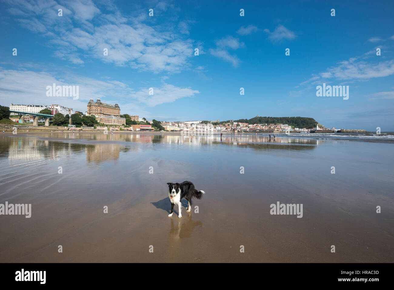 Border-Collie am Strand von Scarborough, North Yorkshire, England. Stockfoto