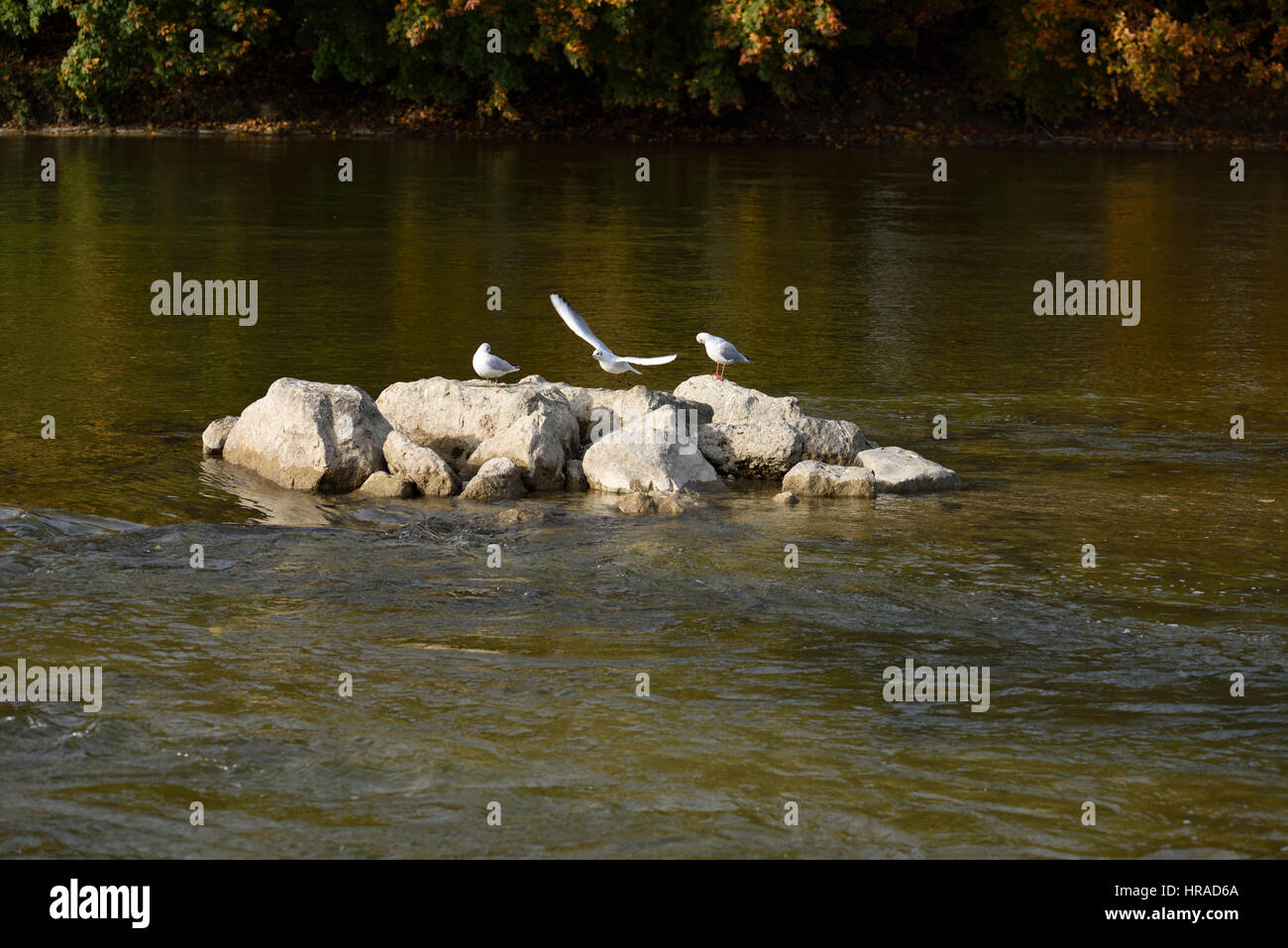 Möwen auf Steinen im Fluss Isar, München, Deutschland Stockfoto