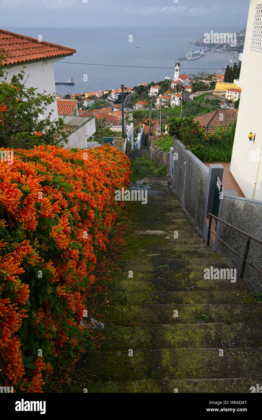 Absicherung mit Orangenblüten und Treppe hinunter in Stadtzentrum von Funchal, Madeira, Portugal Stockfoto