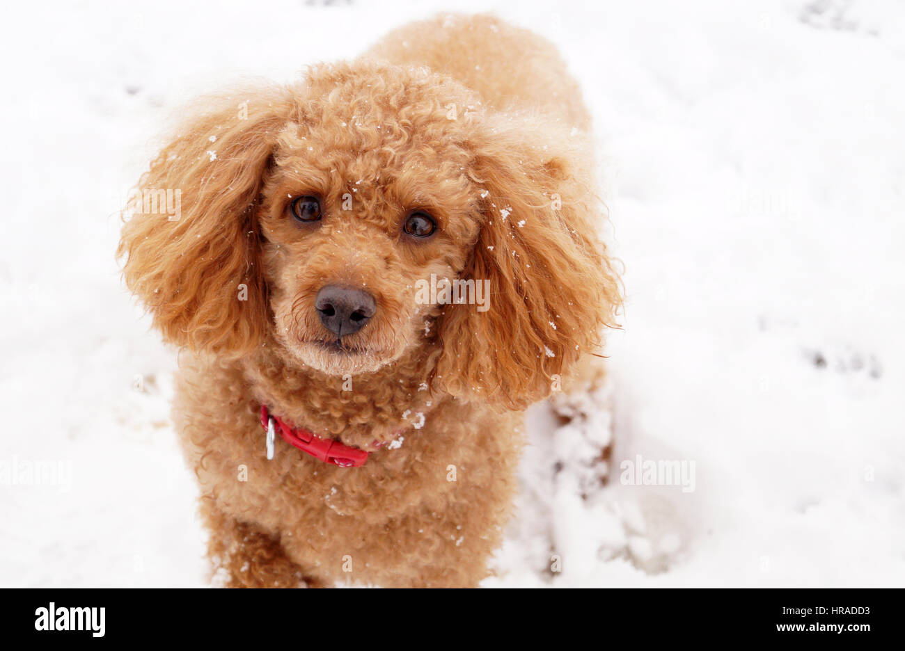 Pudel im Schnee, Spaziergänge in Strathaven Stockfoto