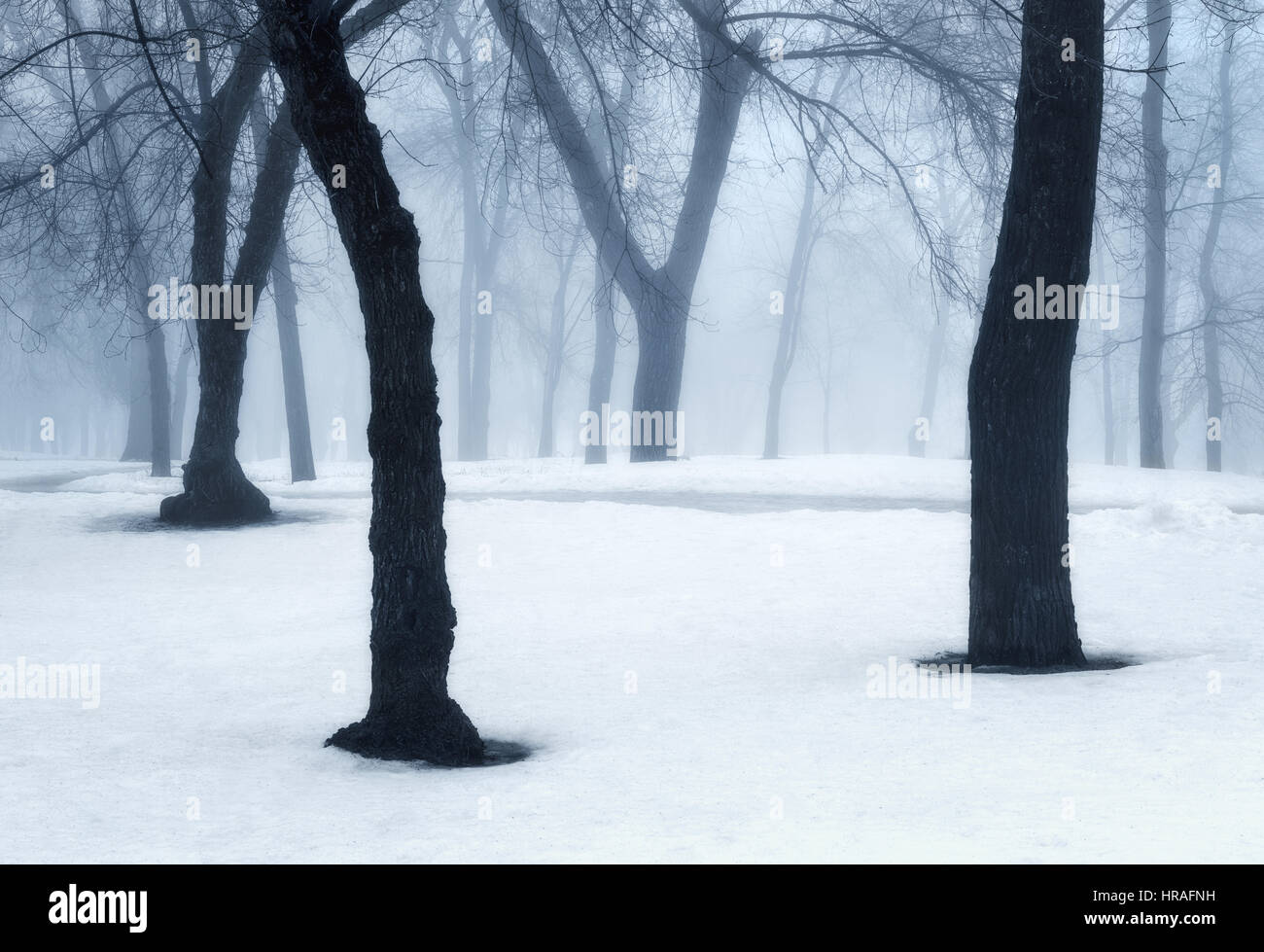 Winterwald im Nebel. Neblig Bäume in den kalten Morgen. Verzauberte nebligen Wald. Mystische Landschaft mit dunklen Wald und Schnee. Natur Stockfoto