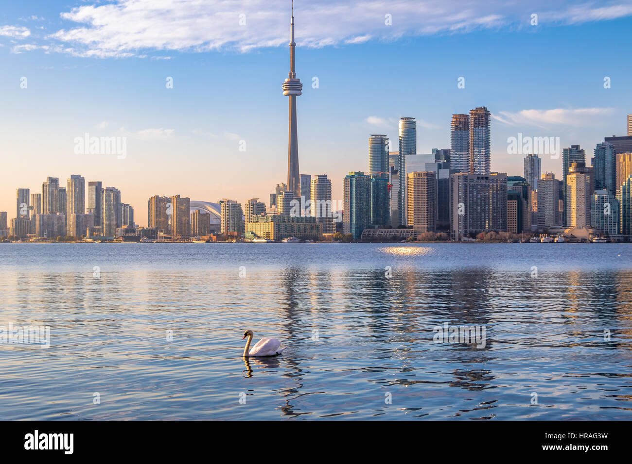 Toronto Skyline und Schwan Schwimmen am Ontario See - Toronto, Ontario, Kanada Stockfoto