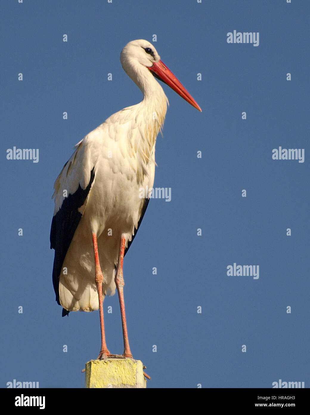 Weißstorch Stockfoto