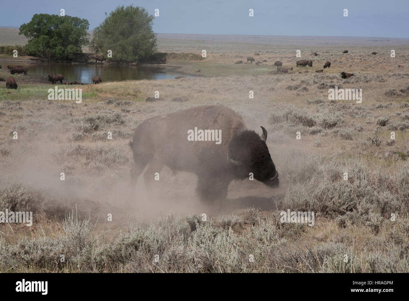 Ein Bison-Bulle nimmt ein Staubbad. Eine gute Rolle im Dreck erzeugt eine schöne Staubschicht, um Insekten in Schach zu halten, American Prairie Reserve, MT. Stockfoto