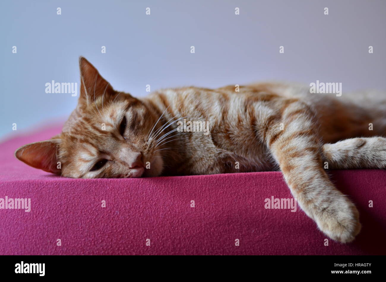 Katze in einem Mittagsschlaf Stockfoto