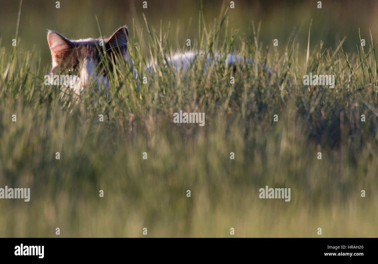 Eine Hauskatze (Felis Domesticus) hockt im Rasen, als es für Vögel jagt. Stockfoto