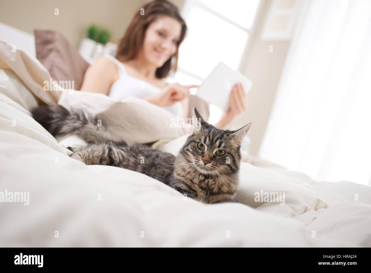 Schöne Katze liegend auf Bett, Frau, die mit einem Tablet auf Hintergrund Stockfoto