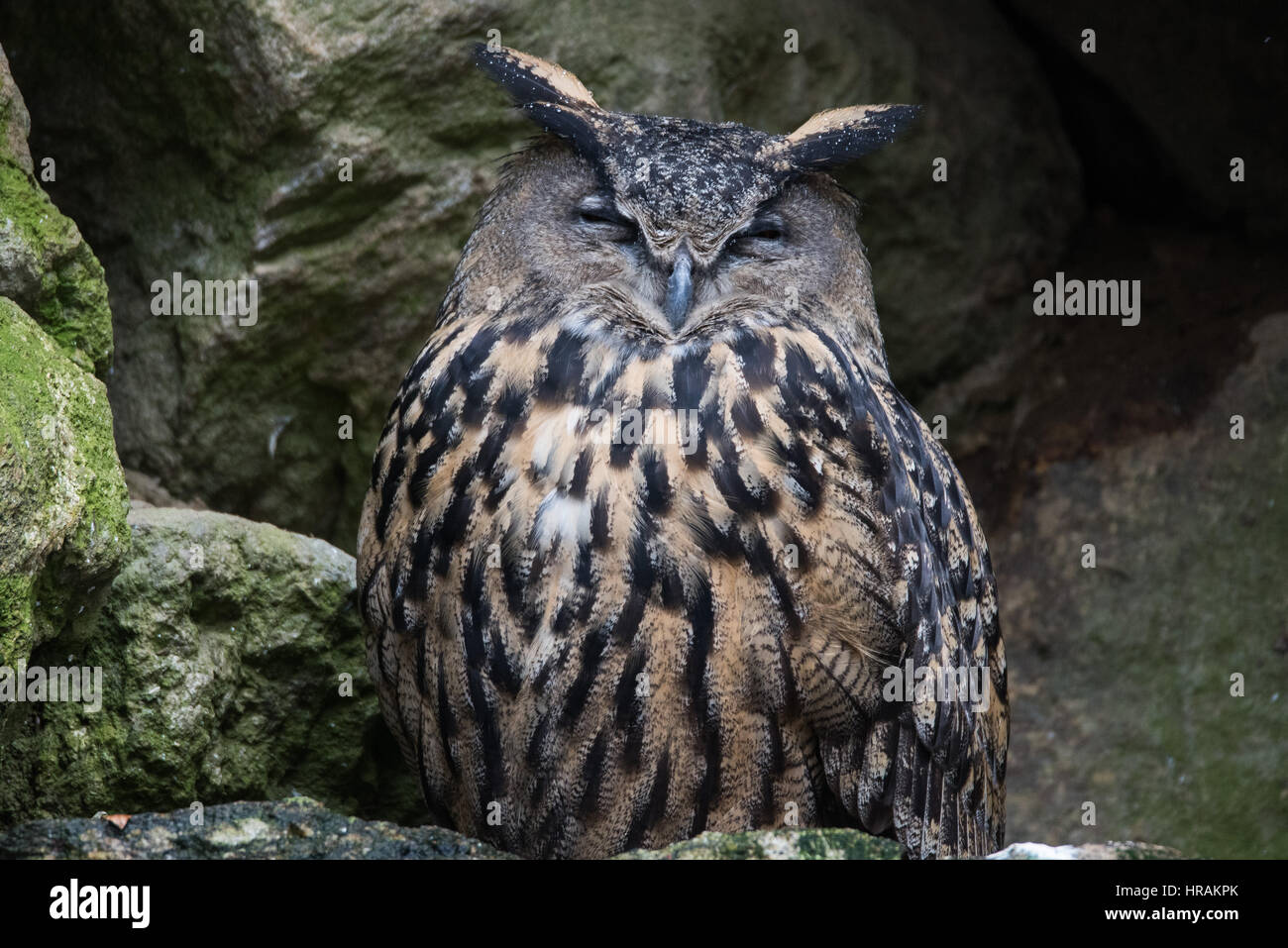 Eurasian eagle owl uhu Fotos und Bildmaterial in hoher Auflösung Alamy