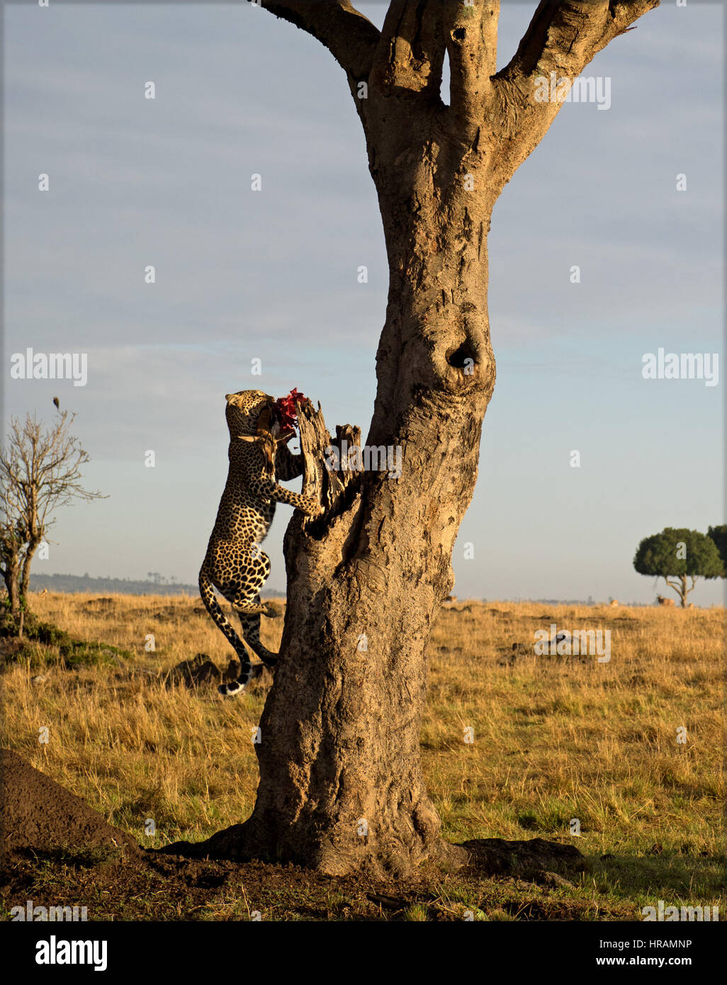 Leopard, Klettern auf den Baum mit abgerufen am Antelope Beute in größere Mara, Kenia Stockfoto