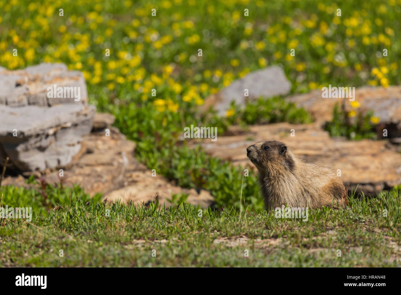 Hoary Murmeltier (Marmota Caligata) auf Tundra im Glacier Nationalpark, MT, USA Stockfoto