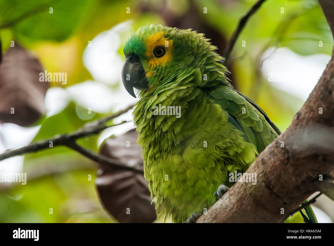 Blau-fronted Parrot (Amazona Aestiva) fotografiert im Sooretama, Espírito Santo - Südosten von Brasilien. Atlantischer Regenwald Biom. Stockfoto