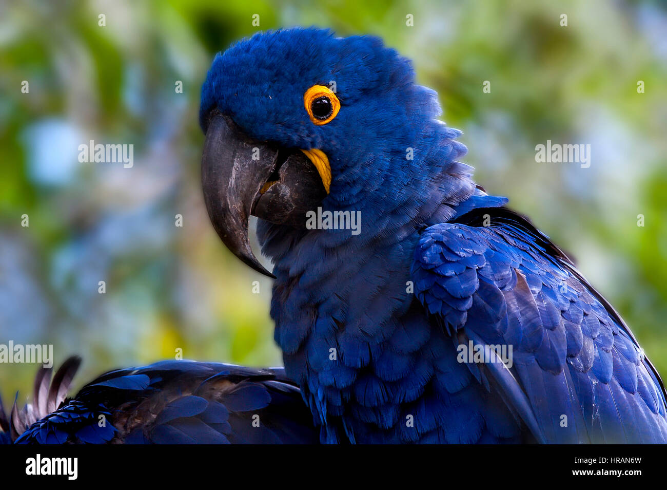 Hyazinth-Ara (Anodorhynchus Hyacinthinus) lebt in den Biomen des Amazonas und besonders in den Cerrado und Pantanal. Diese Art ist bedroht w Stockfoto