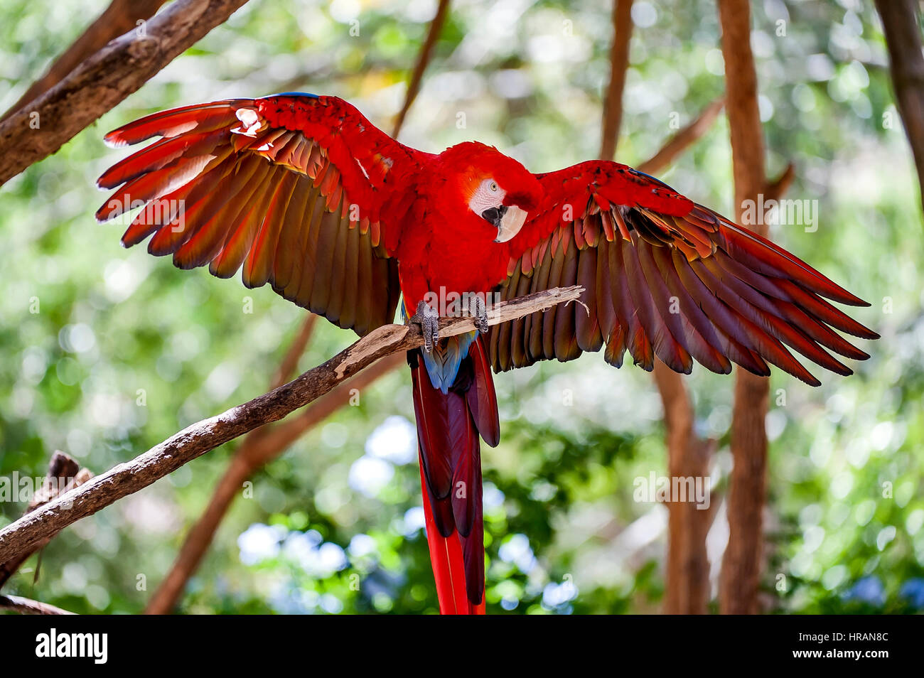 Rot-Grüne Aras (Ara Chloropterus), in Concenção da Barra, Espírito Santo - Brasilien fotografiert. Atlantischer Regenwald Biom. Gefangene Tier. Stockfoto