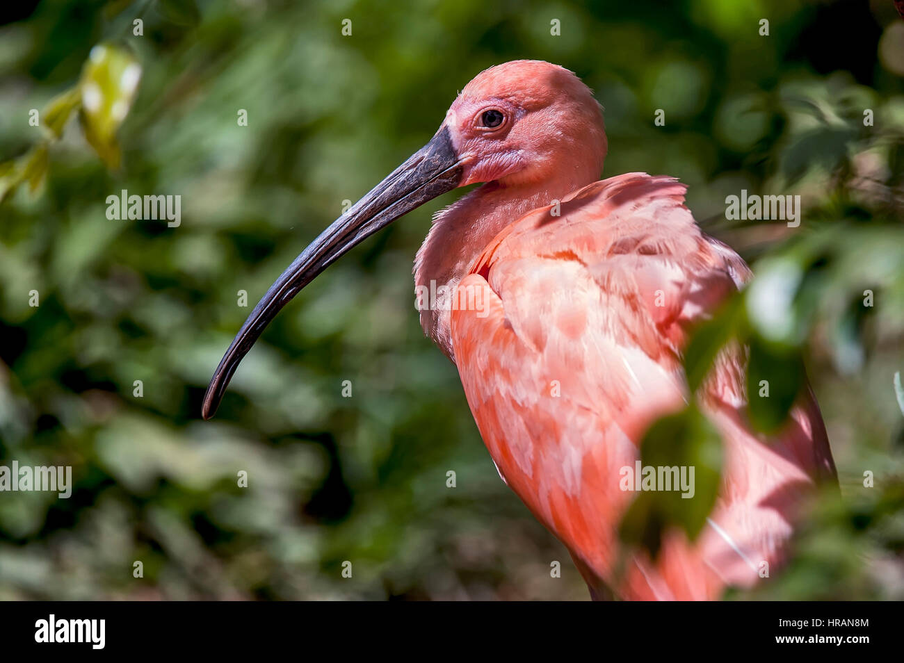 Scarlet Ibis (Eudocimus Ruber) ist in Trinidad und Tobago (wo es ist der nationale Vogel), Kolumbien, Venezuela, dem Guianas und der nördlichen co Stockfoto