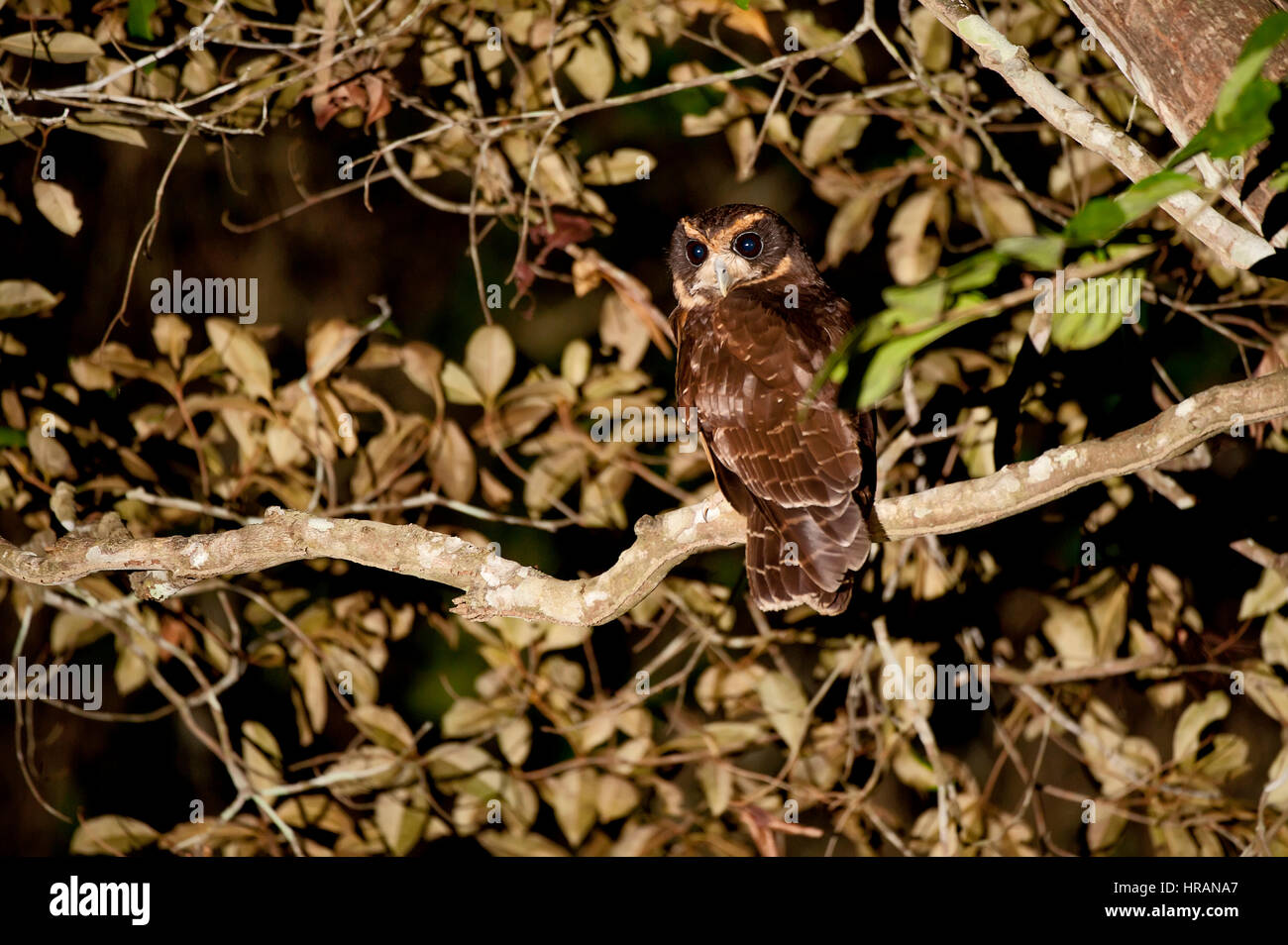 Tawny-browed Eule (Pulsatrix Koeniswaldiana), fotografiert im Sooretama, Espírito Santo - Brasilien. Stockfoto