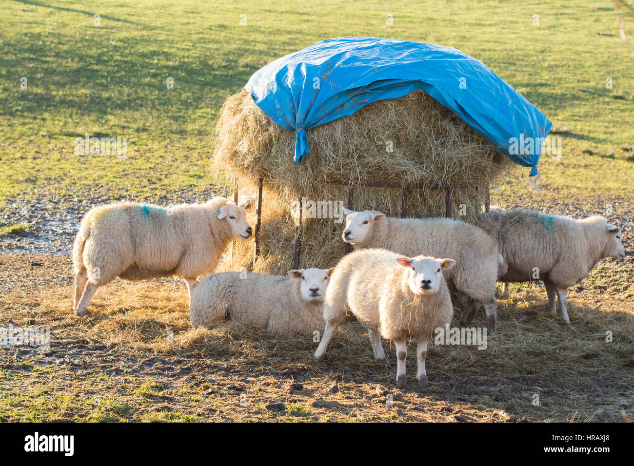 Stirlingshire, Schottland. 28. Februar 2017. UK-Wetter - Schafe, die späte Nachmittagssonne genießen, an einem schönen kalten hellen Tag in Stirlingshire Credit: Kay Roxby/Alamy Live News Stockfoto