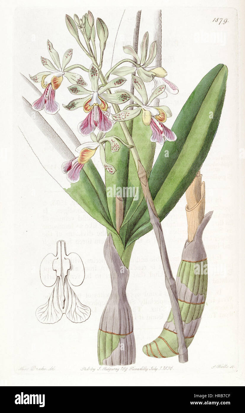 Psychilis Bifida (als Epidendrum Bifidum) - Edwards Vol 22 pl 1879 (1836) Stockfoto