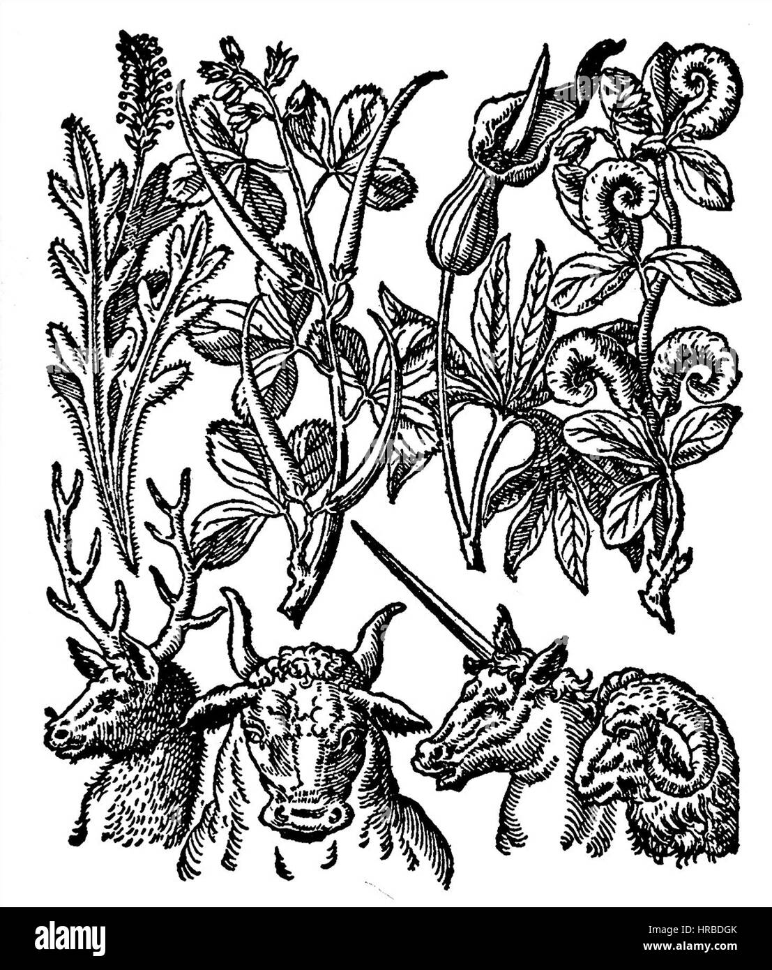 Signaturenlehre Stockfoto