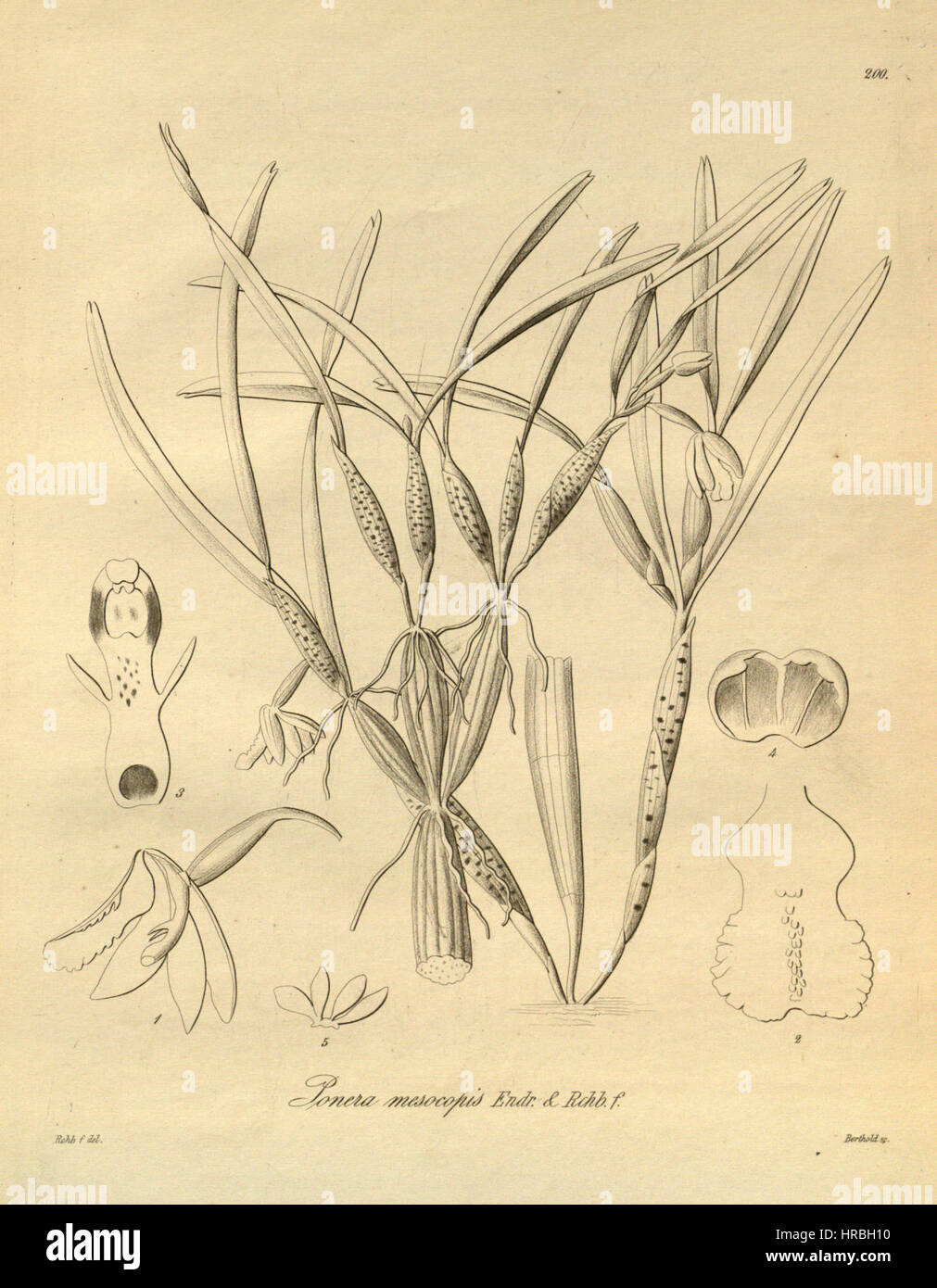 Scaphyglottis Mesocopis (als sy Ponera Mesocopis) - Xenia 2 pl 200 Stockfoto