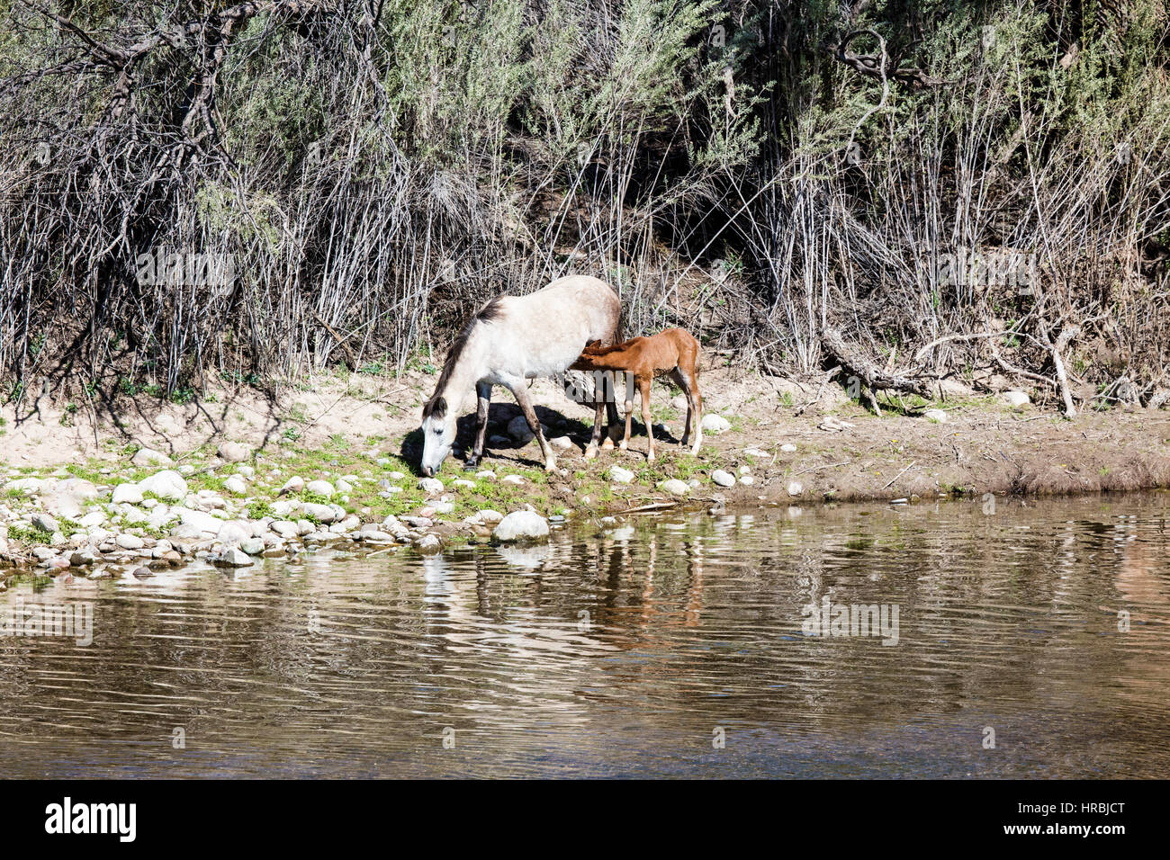 Wilde Pferde Weiden entlang des unteren Salt River in Arizona Stockfoto
