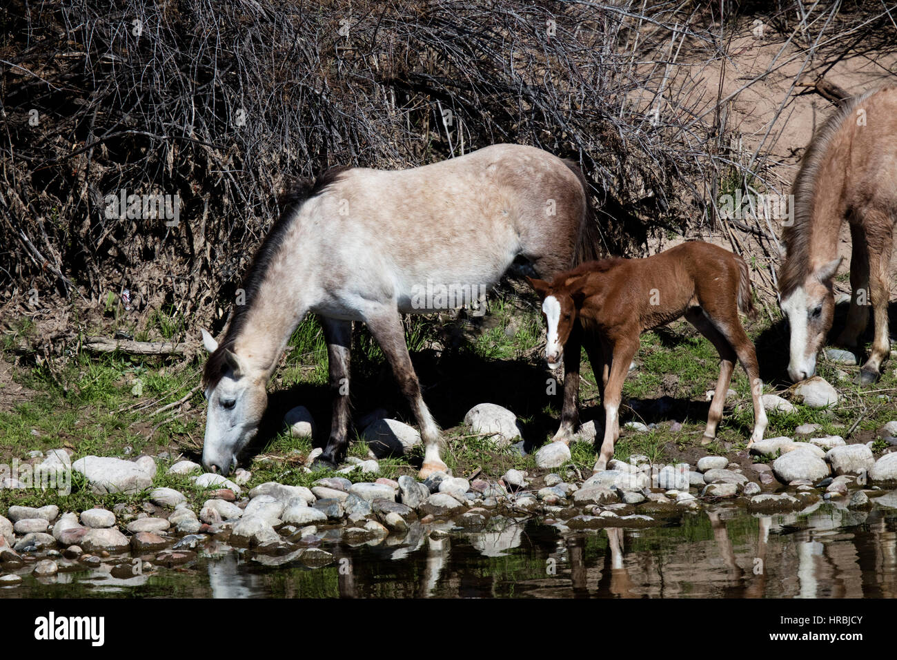 Wilde Pferde Weiden entlang des unteren Salt River in Arizona Stockfoto
