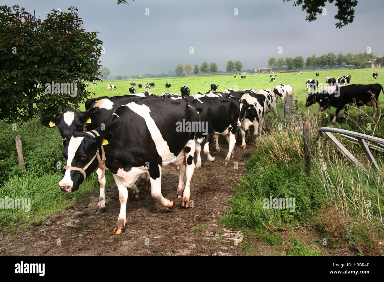 Milchviehbetrieb in den Niederlanden Stockfoto