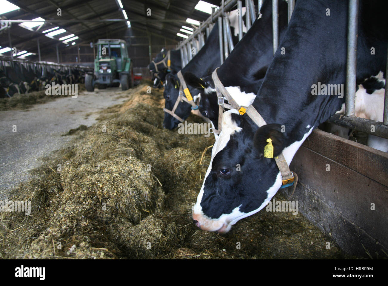 Milchviehbetrieb in den Niederlanden Stockfoto