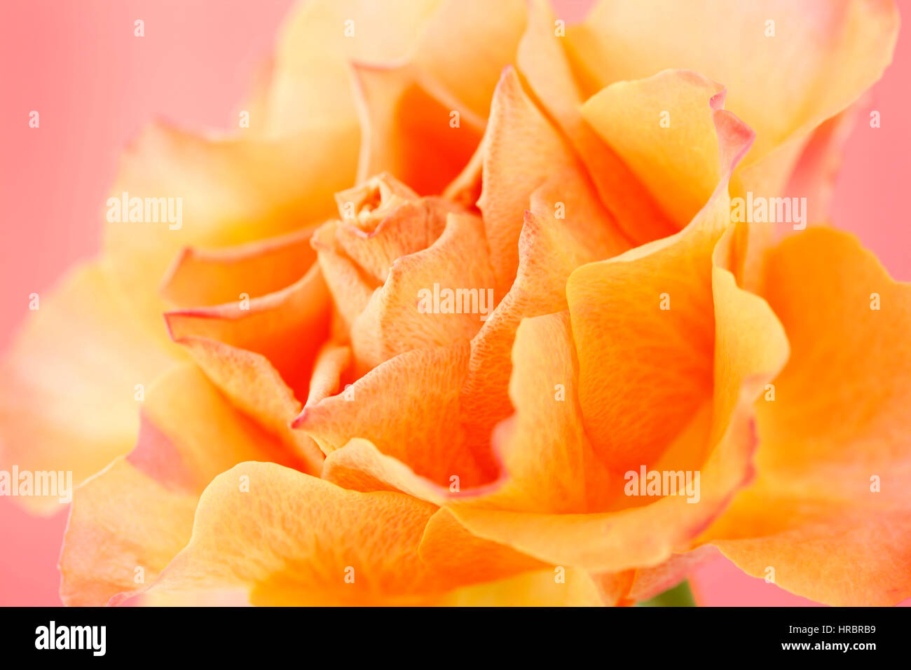 schöne orange Rose auf rosa Stillleben - Konzept alternde Jane Ann Butler Fotografie JABP1842 Stockfoto
