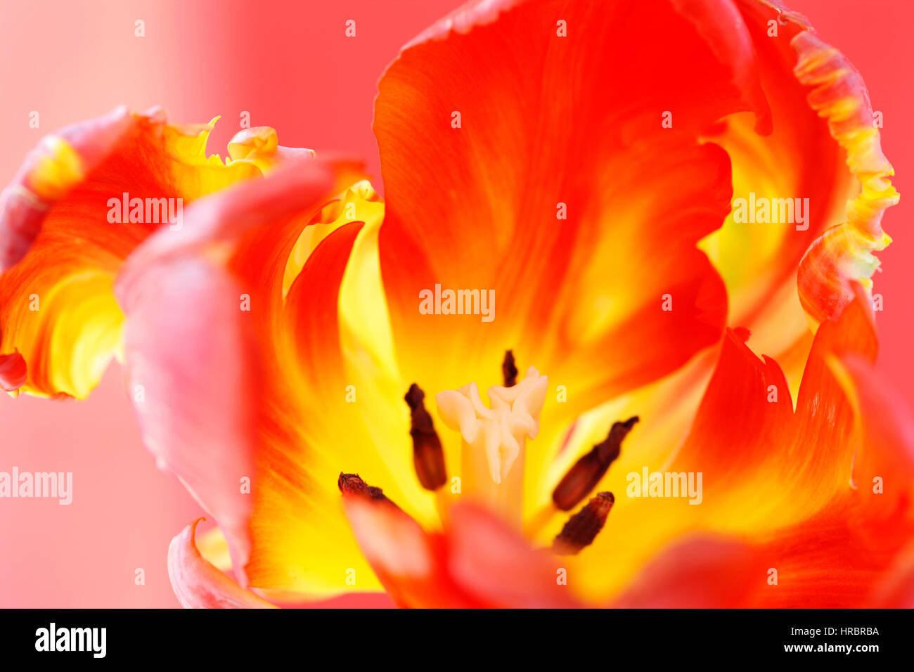 Eröffnung red Parrot Tulpe Stillleben - strahlendes neues Leben - Nahaufnahme der Blütenhülle, Stil und Staubbeutel - Jane Ann Butler Fotografie JABP1844 pflegen Stockfoto