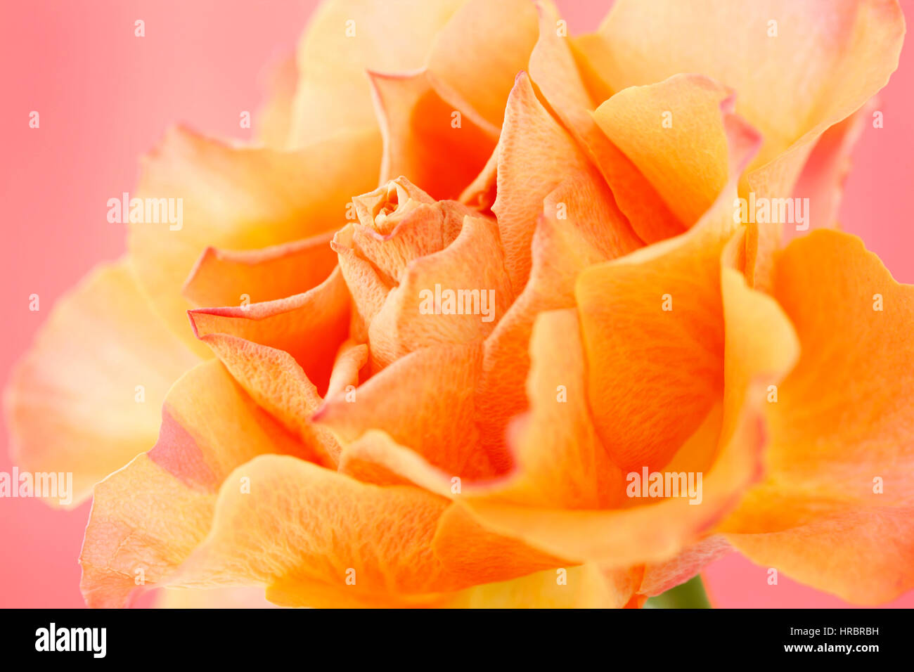 schöne orange Rose auf rosa Stillleben - Konzept alternde Jane Ann Butler Fotografie JABP1841 Stockfoto
