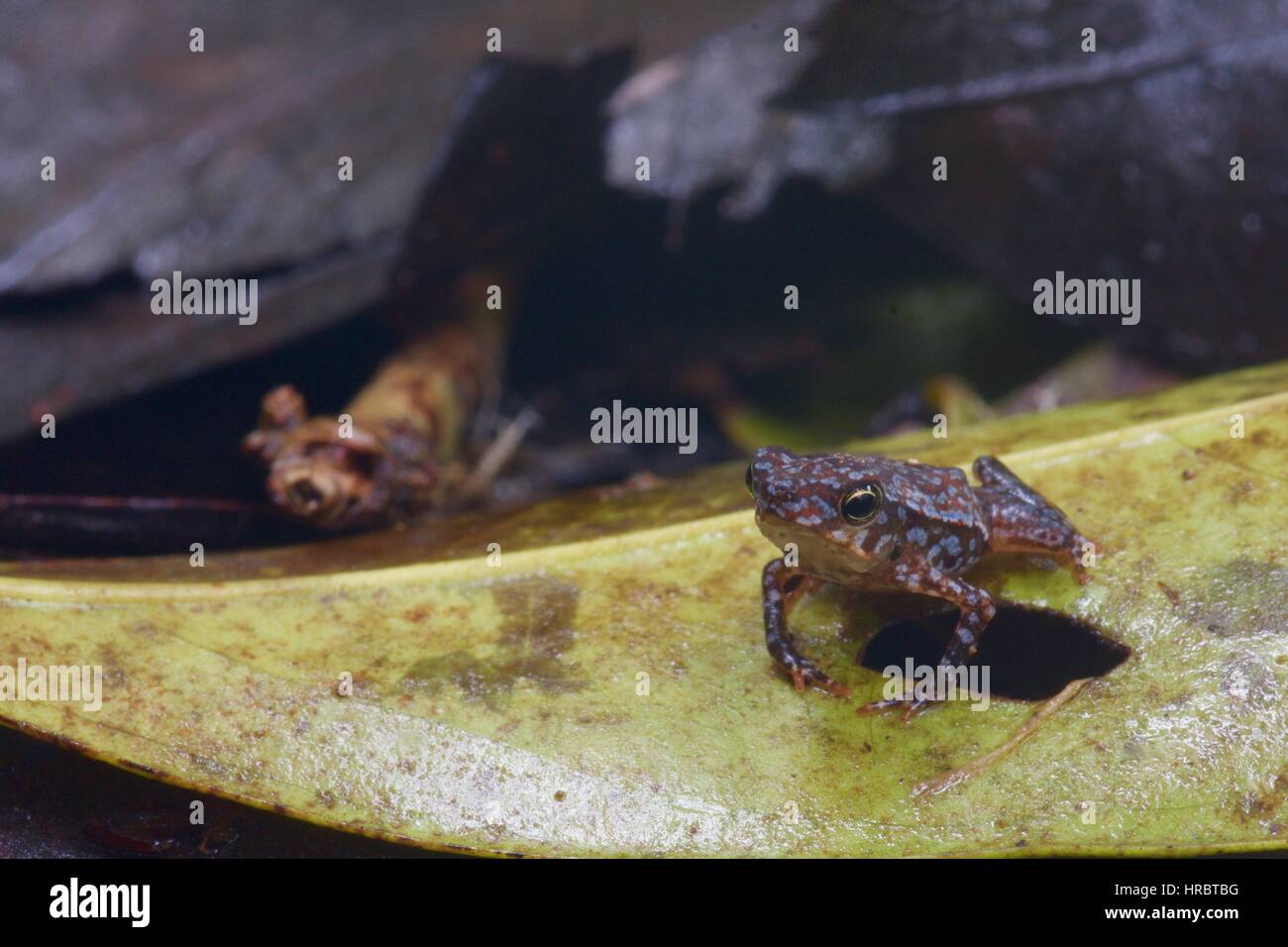 Ein Metamorph südamerikanischen gemeinsamen Kröte (Schädlingsbekämpfer Margaritifera) im Amazonas-Regenwald in Loreto, Peru Stockfoto
