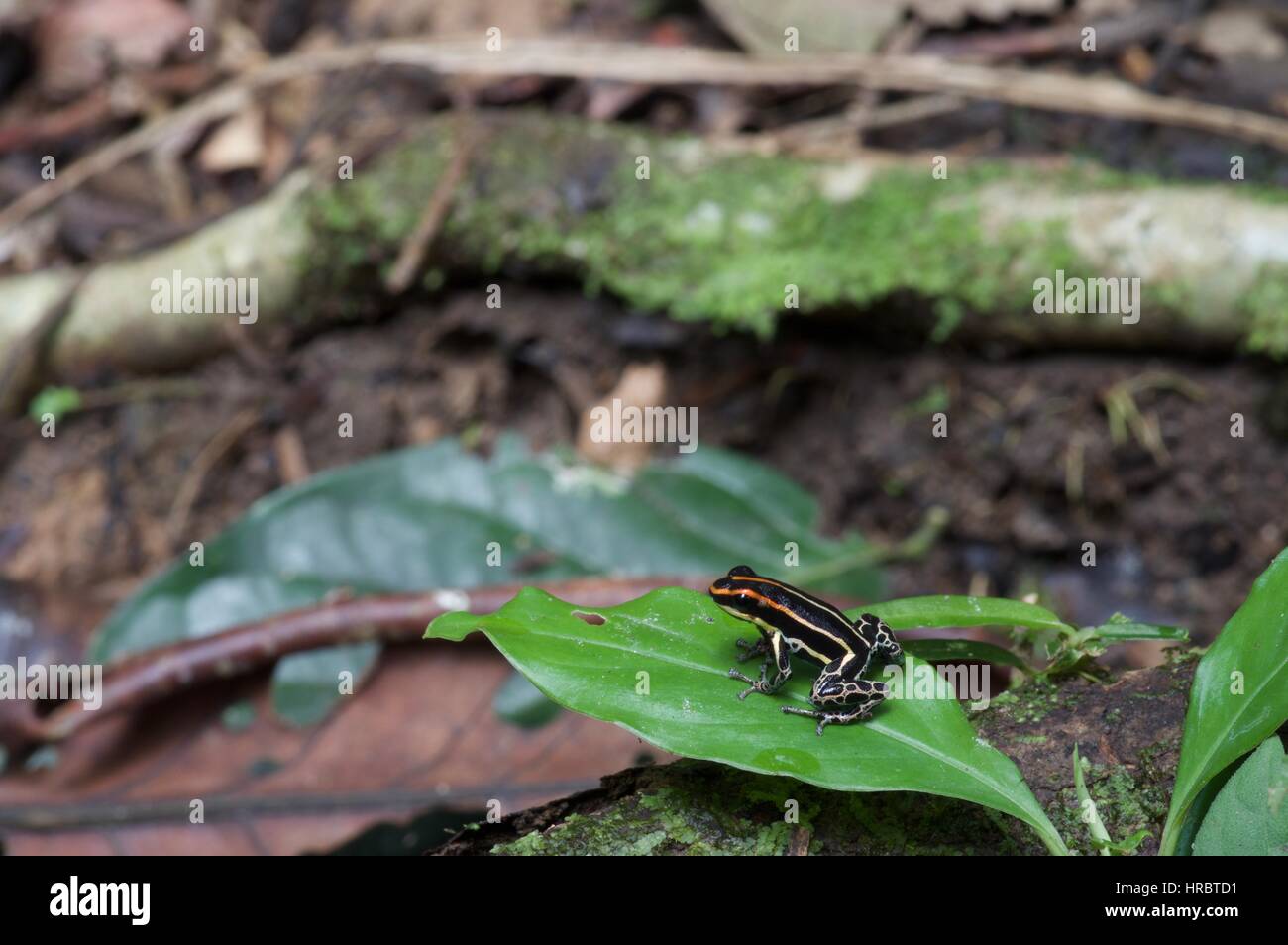 Ein Uakari Poison Frog (Ranitomeya Uakarii) im Amazonas-Regenwald in Loreto, Peru Stockfoto