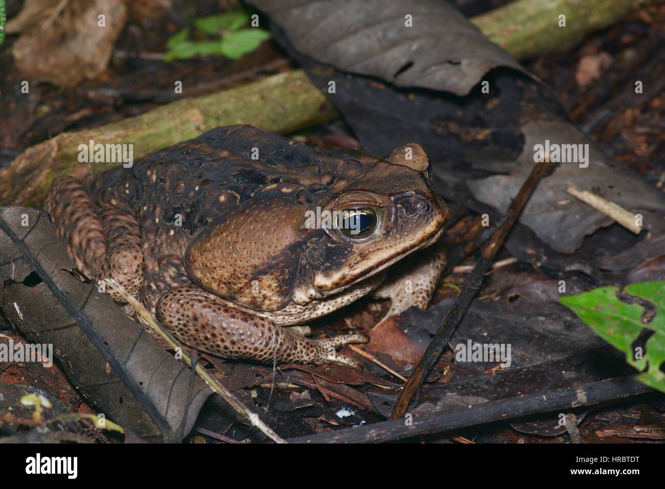 Eine Cane Toad (Schädlingsbekämpfer Marina) auf dem Waldboden Amazon in Loreto, Peru Stockfoto