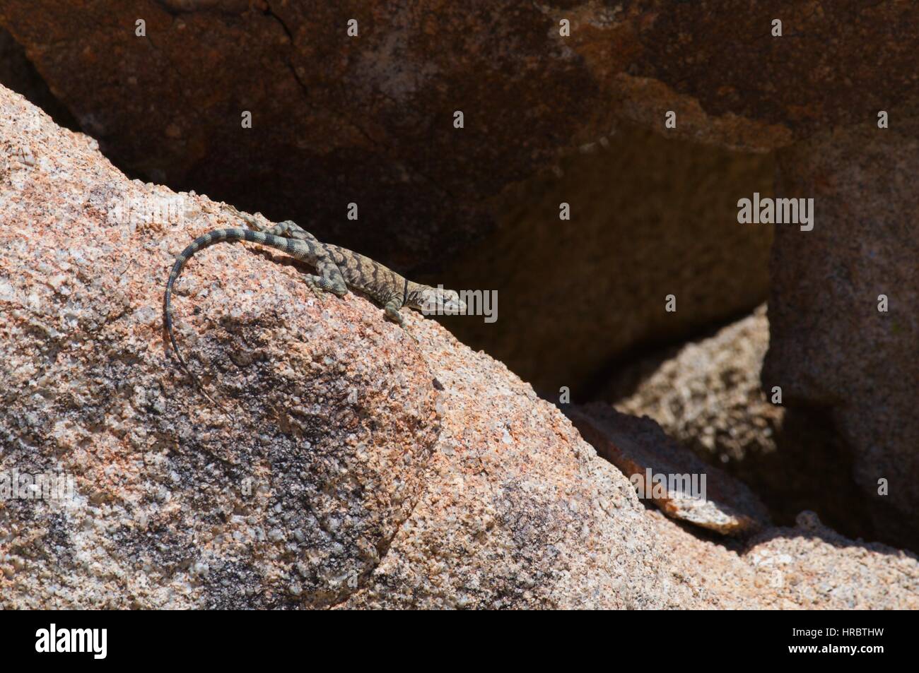 Ein Mittel Rock Lizard (Petrosaurus Mearnsi Mearnsi) sonnen sich auf einem Granitblock im Bergfrühling, San Diego County, Kalifornien Stockfoto