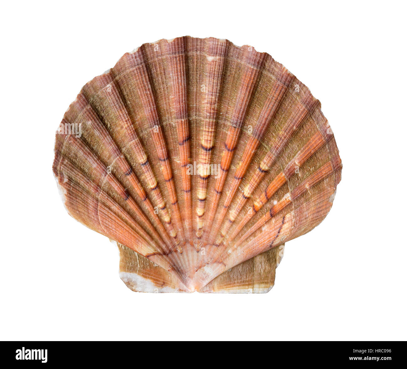 Fächerförmige französischen Jakobsmuschel Muschel isoliert auf weiss von der Küste der Bretagne, Frankreich Stockfoto