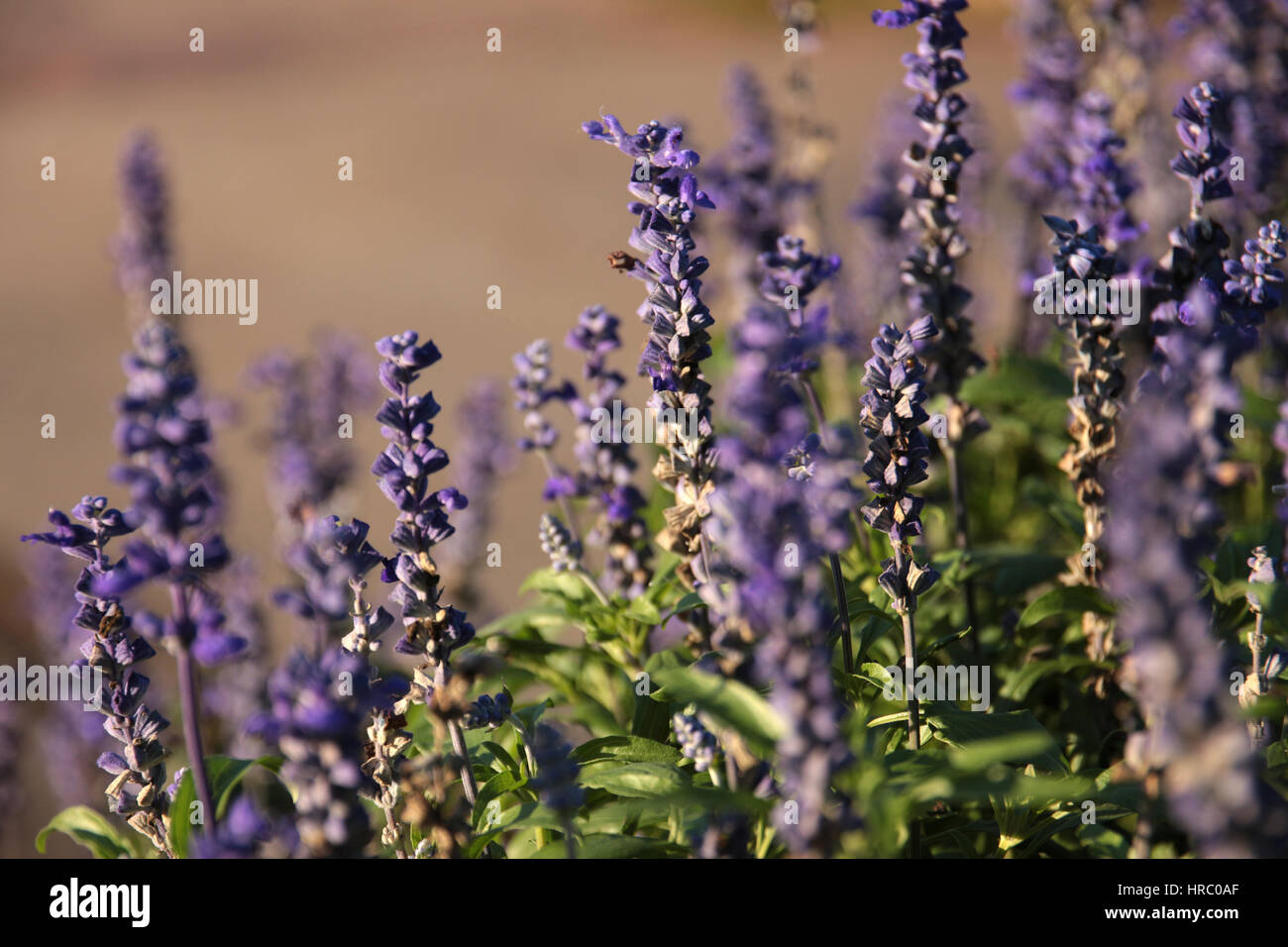 Vintage Blumen Hintergrund blau wilden Frühlingsblumen umgeben von grünen Blättern Nahaufnahme kurze Schärfentiefe Tiefenschärfe Stockfoto