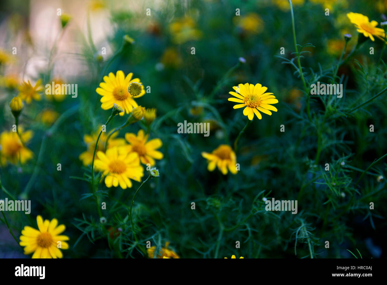abstrakte Frühling Blumen Hintergrund unscharf kalten grünen Rasen und gelbe Blüte nah, selektiven Fokus verschwommen Park auf Hintergrund kurz Schärfentiefe Stockfoto