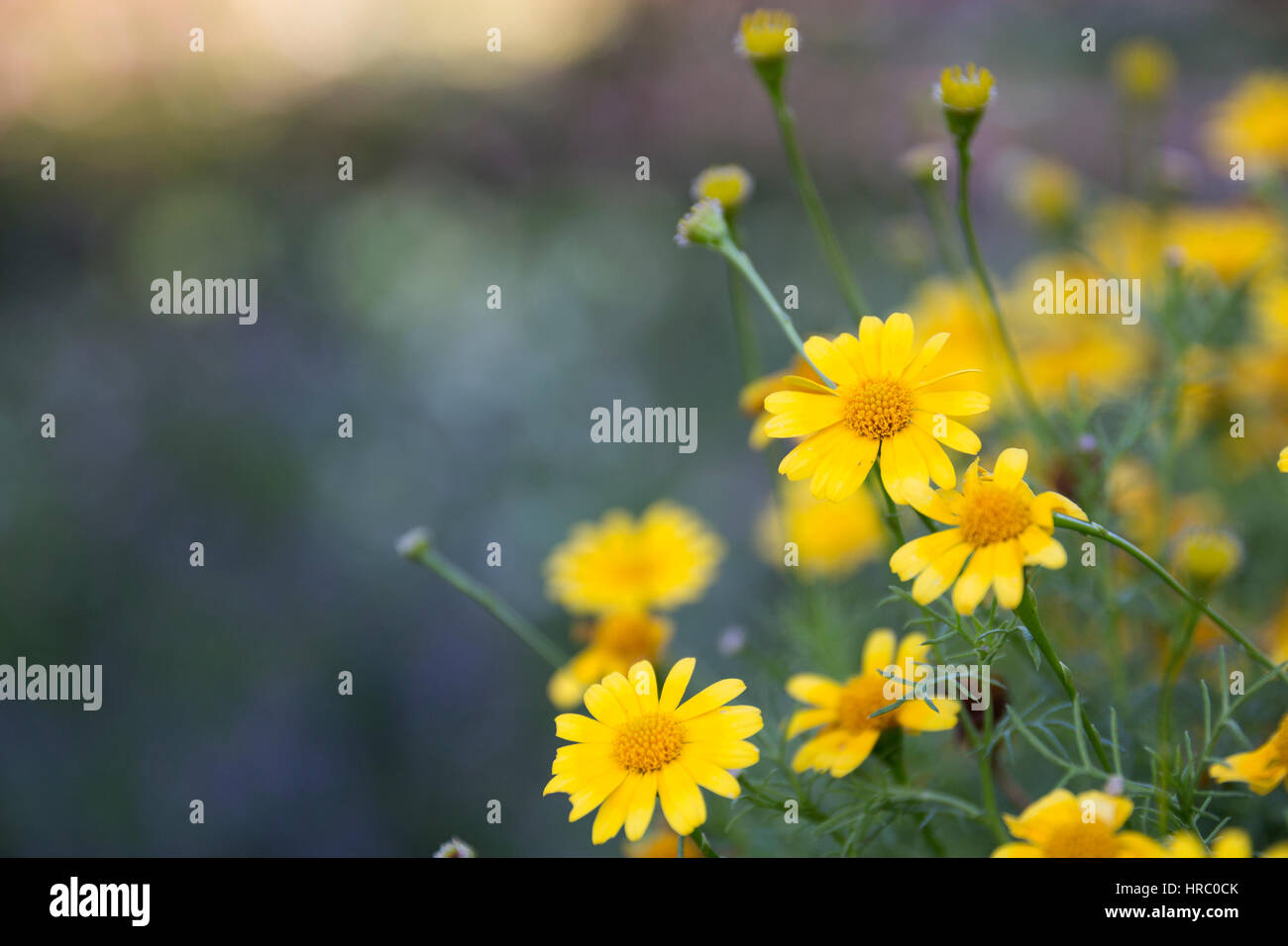 abstrakte Frühling Blumen Hintergrund unscharf kalten grünen Rasen und gelbe Blüte nah, selektiven Fokus verschwommen Park auf Hintergrund kurz Schärfentiefe Stockfoto