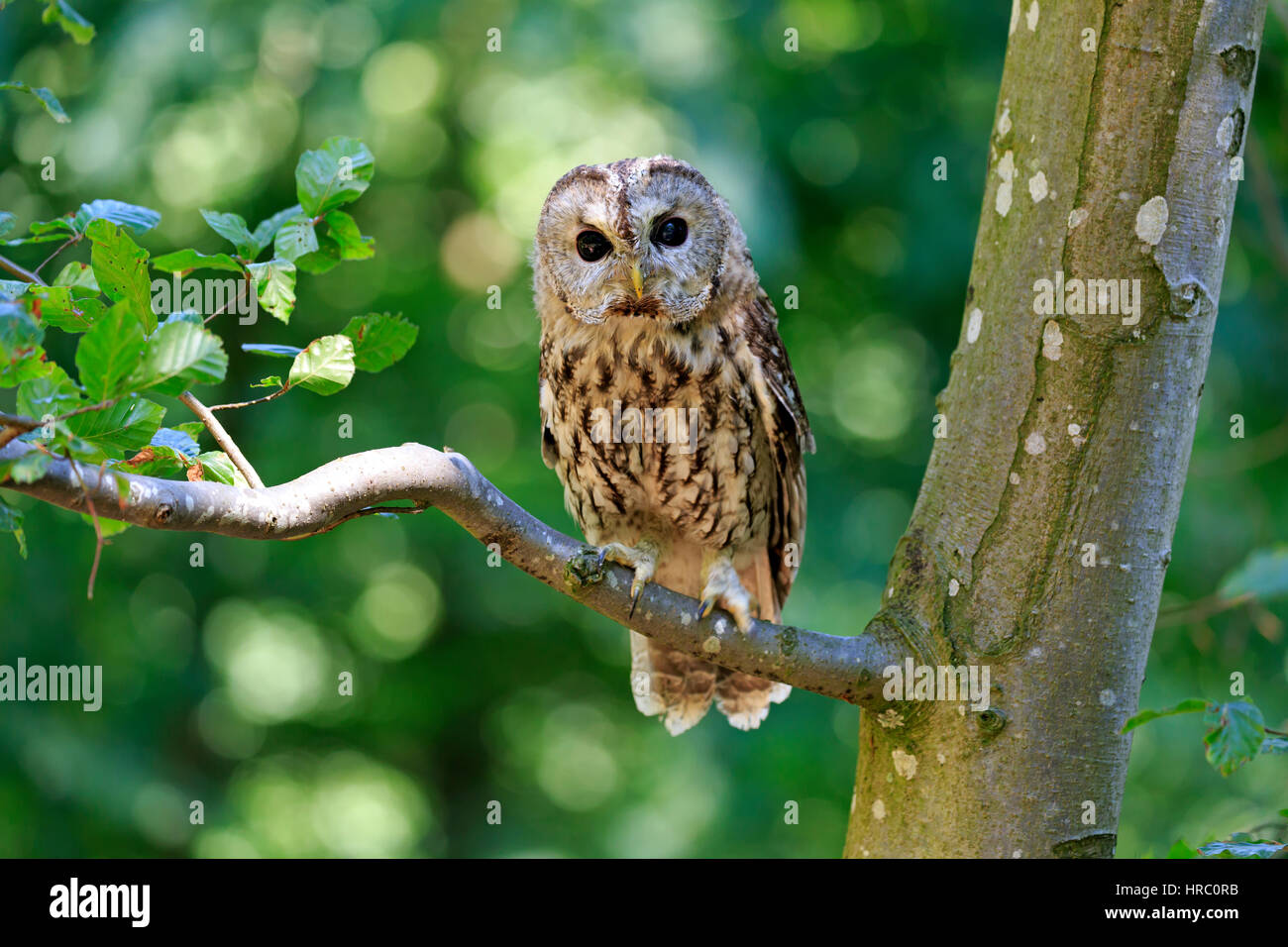 Waldkauz, (Strix Aluco), Erwachsene auf Baum, Pelm, Kasselburg, Eifel, Deutschland, Europa Stockfoto
