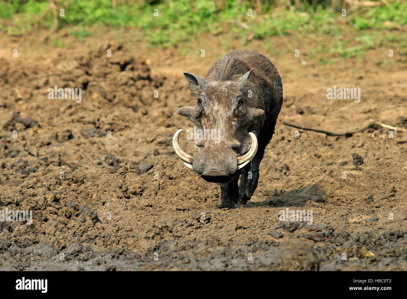 Warzenschwein (Phacochoerus Aethiopicus), Erwachsene nach Schlammbad, Krüger Nationalpark, Südafrika, Afrika Stockfoto