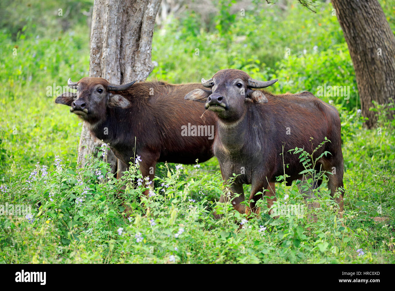 Wilde Wasserbüffel (Bubalus Arnee), zwei subadulte, Yala Nationalpark, Sri Lanka, Asien Stockfoto