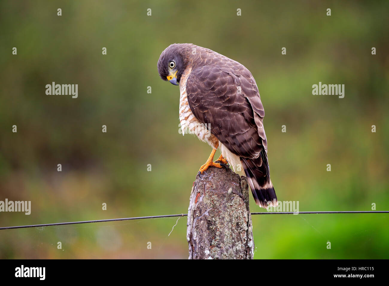 Straßenseitige Hawk, (Rupornis Magnirostris), Erwachsene auf Zweig, Pantanal, Mato Grosso, Brasilien, Südamerika Stockfoto